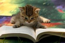 cat-catreadingbook031
